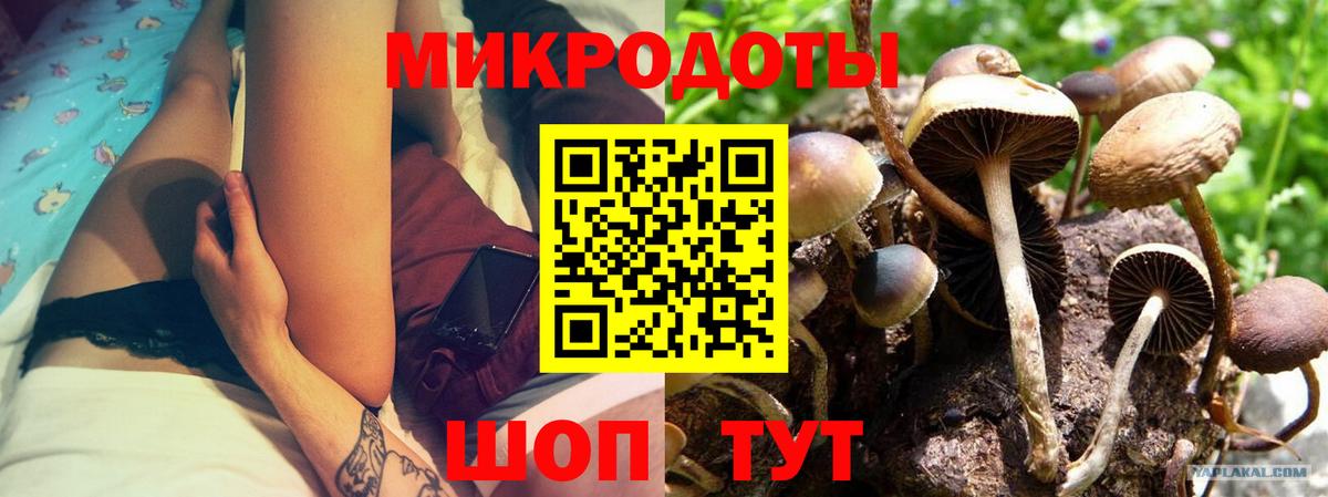 Псилоцибиновые грибы Cubensis Тосно
